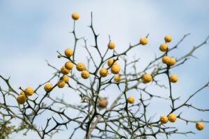 ハイジニーナとはどんな脱毛方法で、どのような効果があるのか？