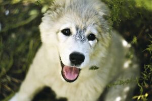 髭脱毛後のぶつぶつを解消するための対策は？