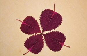 vio剃り残しに関する知恵袋での質問は何ですか？