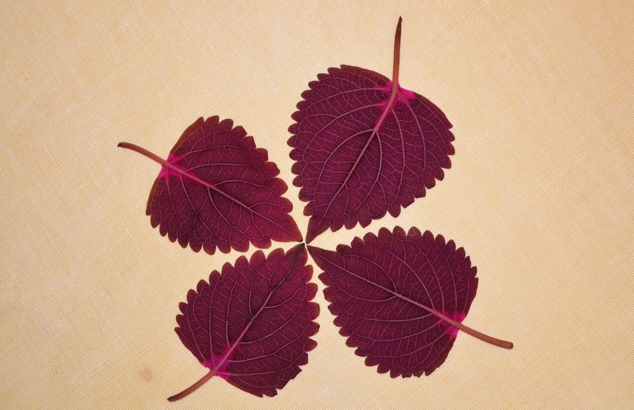 vio剃り残しに関する知恵袋での質問は何ですか？