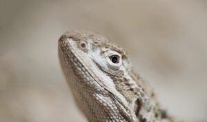 メンズ医療脱毛サロンでのヒゲや青髭の悩みを比較するとどうなる？
